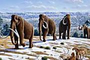 Mammoth Genome Analysis Points to Pre-Extinction Genome Declines